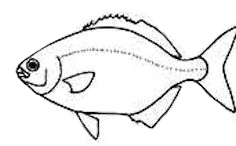 Familia Kyphosidae_claves